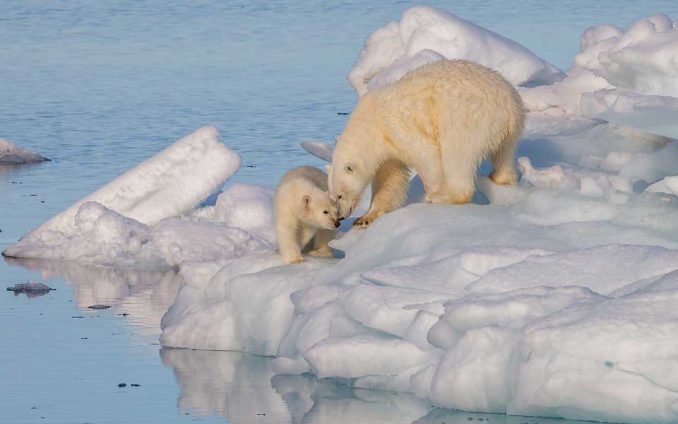 Weiblicher Eisbär mit einem Nachkommen