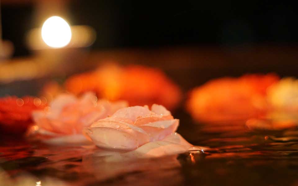 Rosenblüten schwimmen in einer ruhigen Sommernacht auf dem Wasser, Klosterpark Wettingen