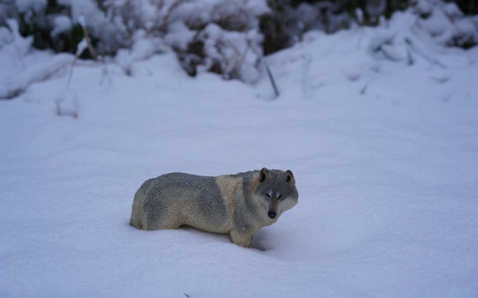 Silbergrauer Steppenwolf in der Magadinoebene, der wahrscheinlich aus Osteuropa zugewandert ist