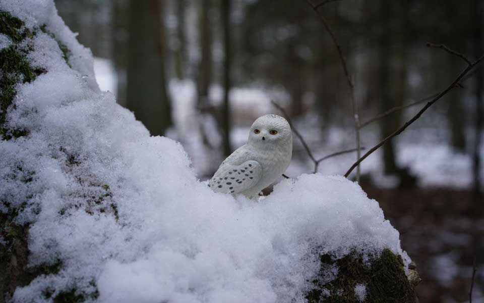 Schnee-Eule Hedwig in winterlichen Wald