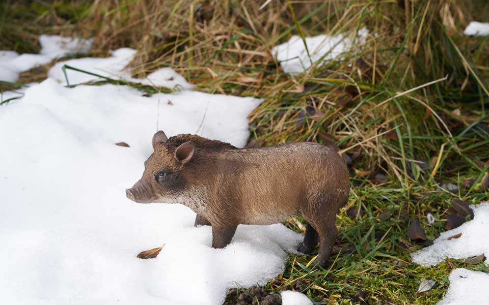 Einheimisches Wildschwein auf der Suche nach Nahrung