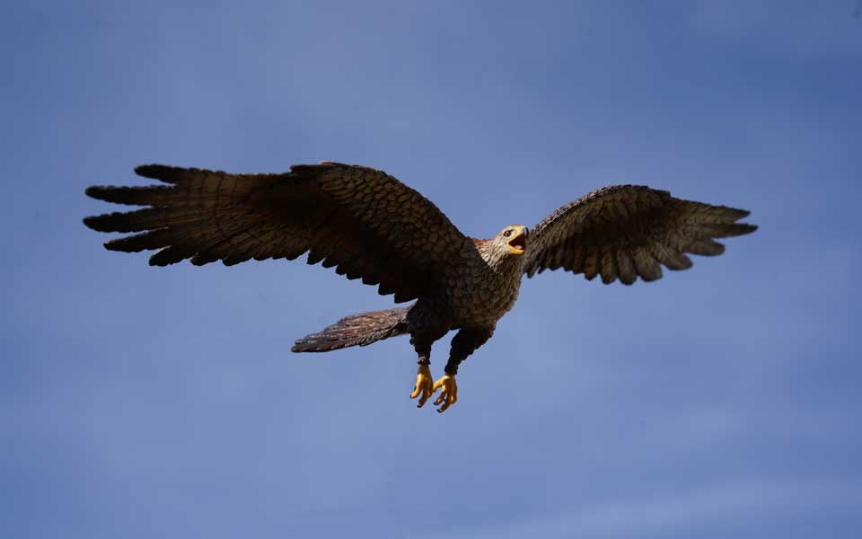 Weiblicher Habichtsadler Senu spürt den Frühling