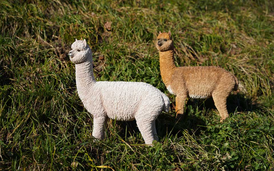 Freilebende Alpakas grasen genüsslich in der Abendsonne