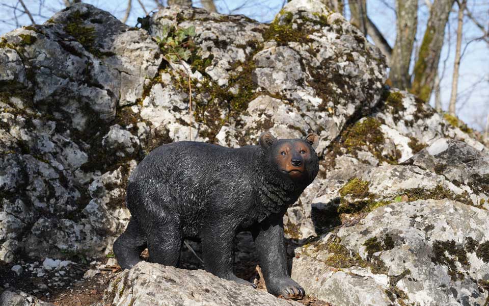 Schwarzbär in den Alpen, der aus dem italienischen Trentino zugewandert ist