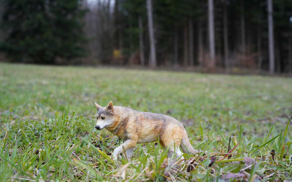Junger Wolf auf einer Waldlichtung bei Bäretswil im Kanton Zürich