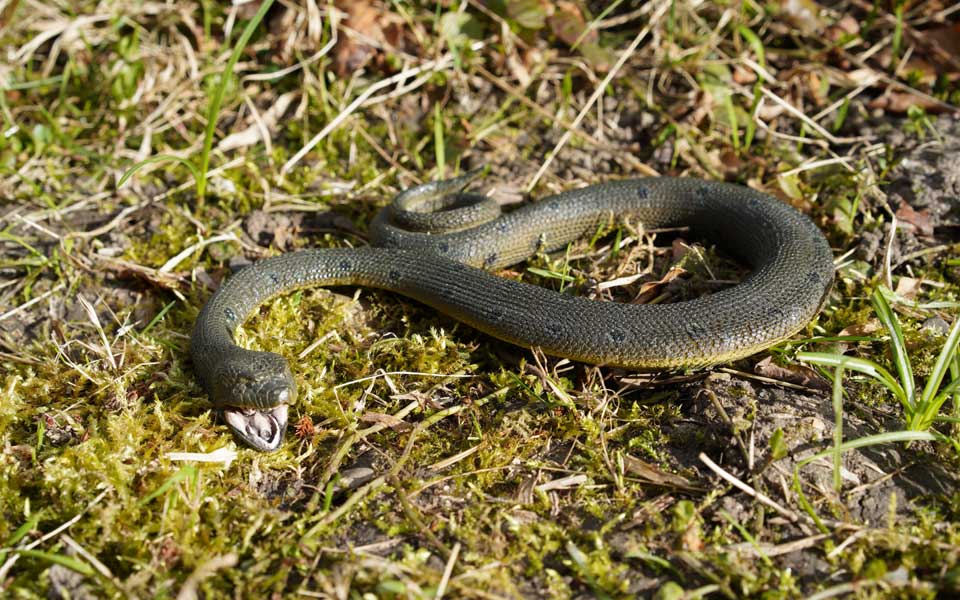 Scheue, aber giftige Königskobra mit einer Gesamtlänge von circa 3.4 Metern im Tessin