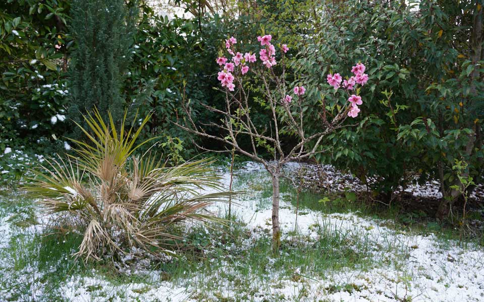 Aprilwetter – blühender Nektarinenbaum nach winterlichem Graupelschauer