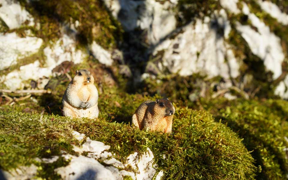 Frühlingshafte Temperaturen Ende Dezember, locken Murmeltiere aus dem Winterschlaf