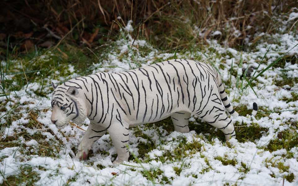 Der weisse Königstiger ist eine sehr seltene Variante des Bengal-Tigers